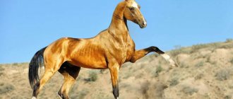 Ахалтекинские лошади