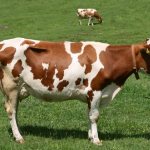 Айширская порода коров на лугу