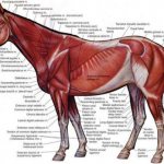 Анатомия лошади