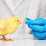 Антибиотики цыплятам