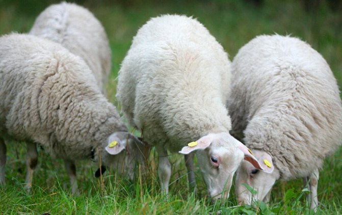 белые овцы едят траву