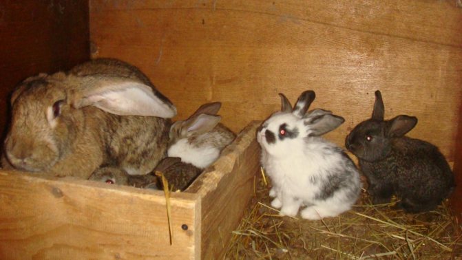 Беременная крольчиха