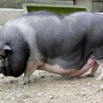 Беременная свинья