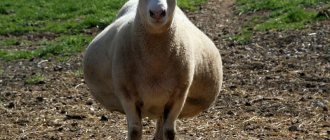 беременность у овцы