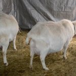 Беременные козы