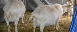 Беременные козы