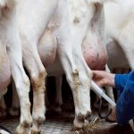 Болезни вымени коз и их лечение
