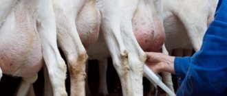 Болезни вымени коз и их лечение