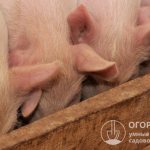 Большинство пород свиней всеядны, в их рационе должны присутствовать продукты растительного и животного происхождения, необходимые витамины и микроэлементы