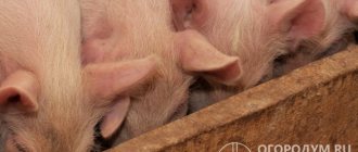Большинство пород свиней всеядны, в их рационе должны присутствовать продукты растительного и животного происхождения, необходимые витамины и микроэлементы