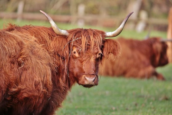 Британские породы быков