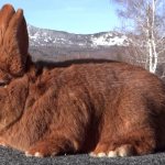 Бройлерные породы кроликов