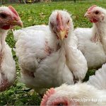 Бройлеры облысели – почему и что делать с цыплятами.