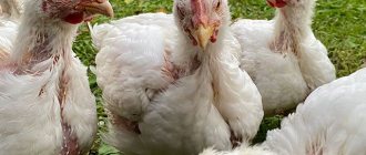 Бройлеры облысели – почему и что делать с цыплятами.