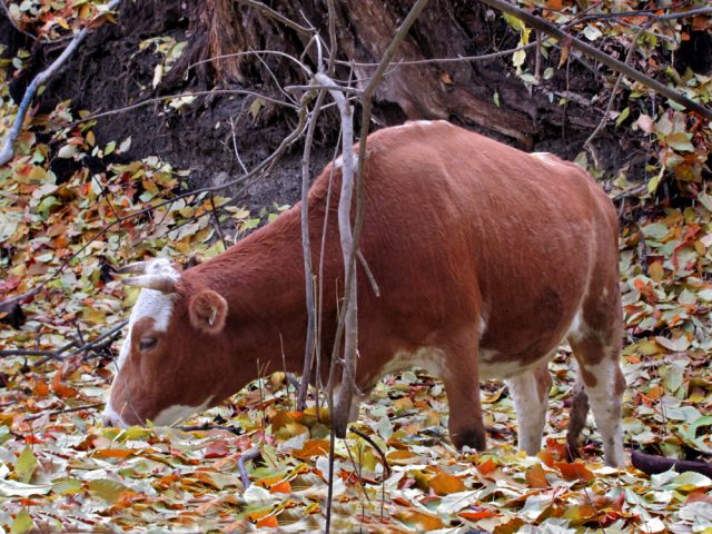 бык осенью