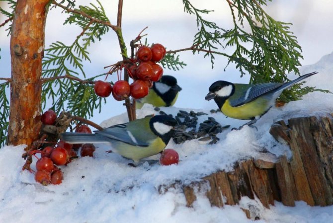 Чем можно и чем нельзя кормить зимующих птиц