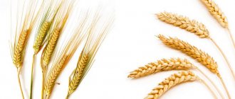 Чем отличается ячмень от пшеницы?