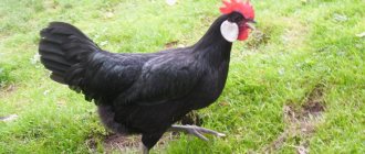 черная курица породы минорка