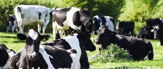 Черно-пестрая порода коров (на фото) – одна из лидирующих по численности поголовья в России, считается универсальной, относится к молочно-мясному направлению