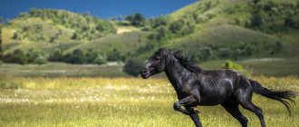 черный конь в поле