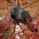 Что едят голуби в природе
