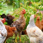 Что такое курица и откуда она взялась – история происхождения домашней курицы и ее характеристики