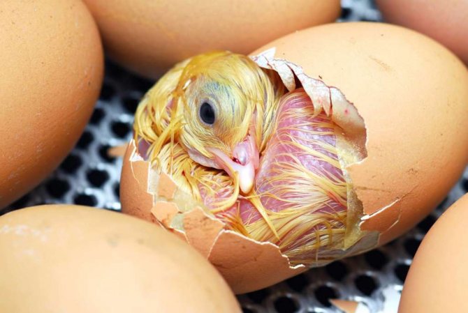 Цыпленок вылупляется из яйца