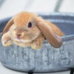Декоративный кролик сидит в тазу