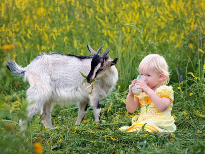 Девочка пьет молоко, рядом с ней коза