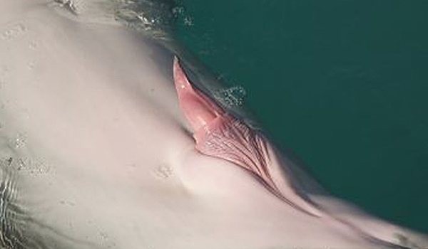 длина члена дельфина