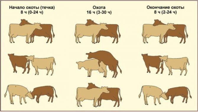 Длительность охоты у коров