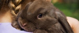 Домашний кролик – описание, нюансы поведения, популярные породы, длительность жизни