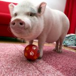 Домашняя свинья играет с мячиком