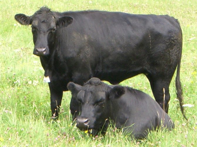 Две коровы