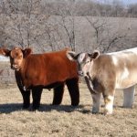 Две плюшевые коровы
