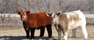 Две плюшевые коровы