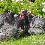 Эффектная внешность и выносливость кохинхинских кур высоко ценятся птицеводами и селекционерами во всем мире