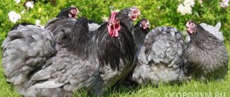 Эффектная внешность и выносливость кохинхинских кур высоко ценятся птицеводами и селекционерами во всем мире