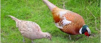 Фазан и фазанка - охотничья дичь