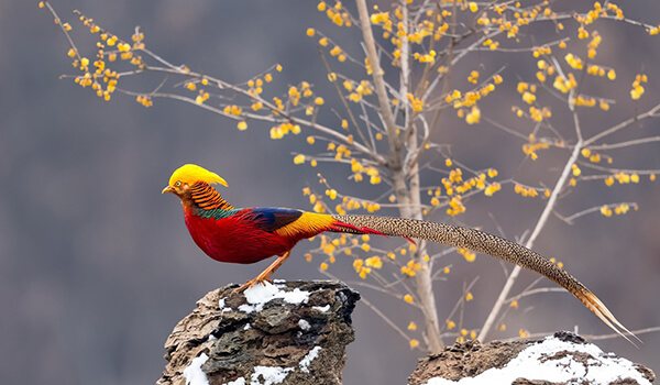 Фото: Как выглядит золотой фазан
