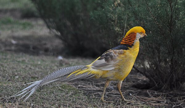 Фото: Как выглядит золотой фазан