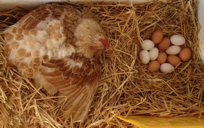 Гнездо для курицы наседки