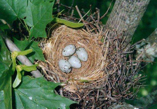Гнездо голубей дутышей