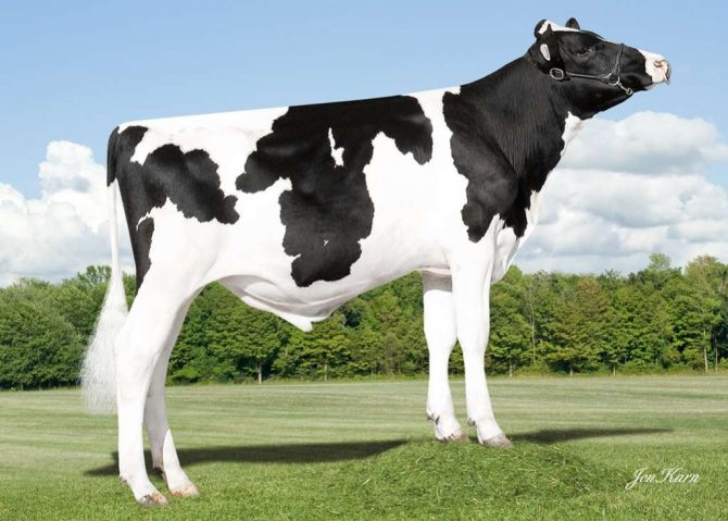 Голландская корова