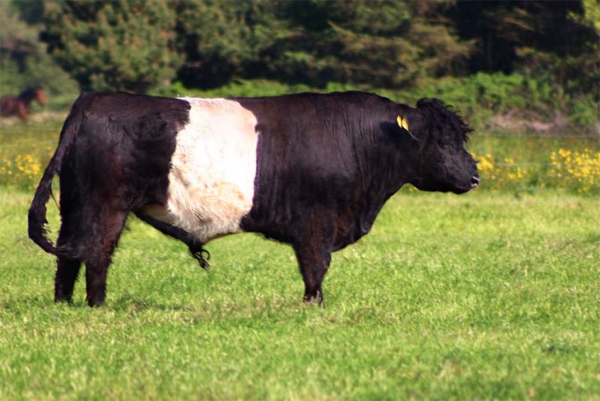 Голландская порода быков