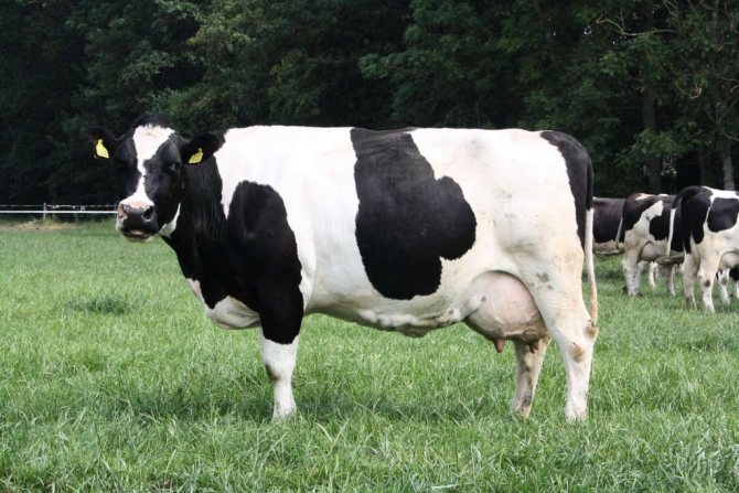 Голландская порода коровы