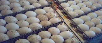 Гусиные яйца в инкубаторе