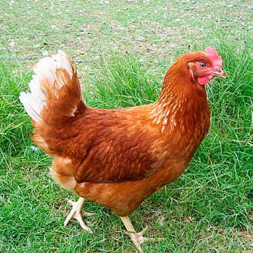 Хайсекс порода кур