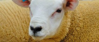 Характеристика овец породы Тексель