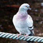 Информация полезна для голубеводов